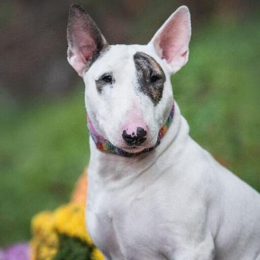 Bullterrier-Miniatur