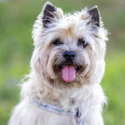 Cairn Terrier