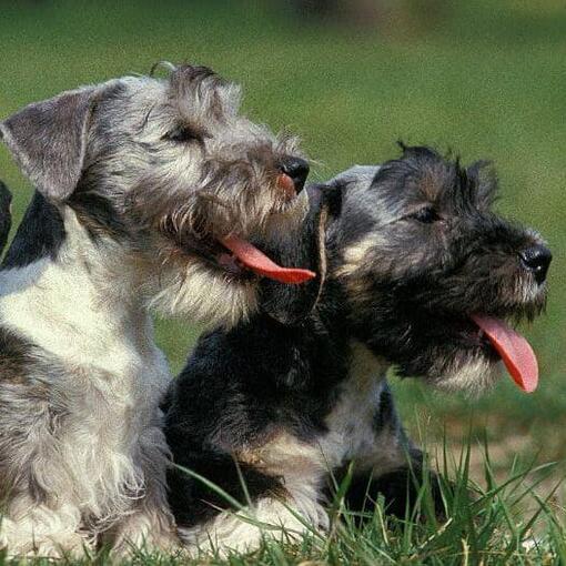 Cesky Terrier