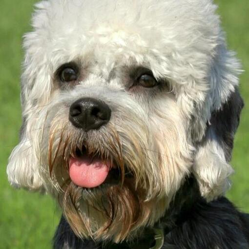 Dandie Dinmont Terrier