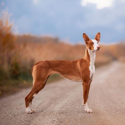 Ibizanischer Jagdhund