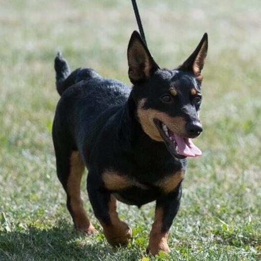 Hunderasse Lancashire Heeler