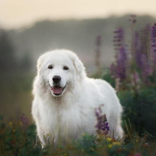 Maremma-Schäferhund