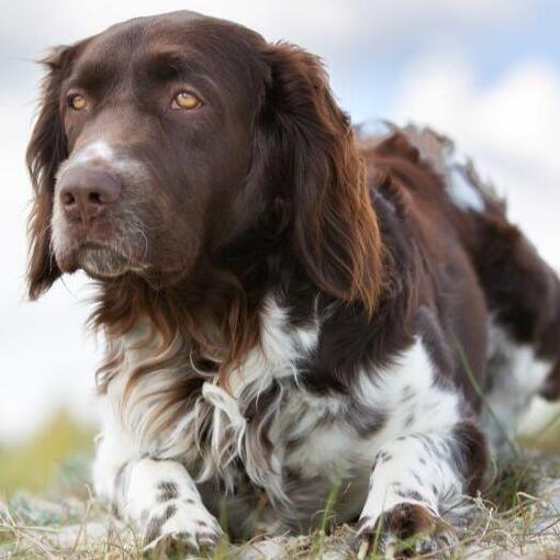 Münsterländer