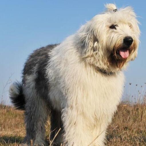 Alter englischer Schäferhund