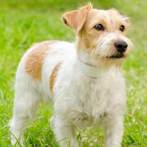 Parson-Russell-Terrier