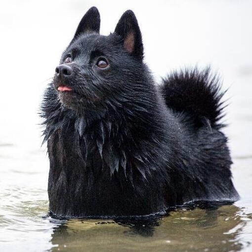 Schipperke