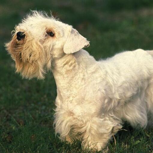 Sealyham Terrier