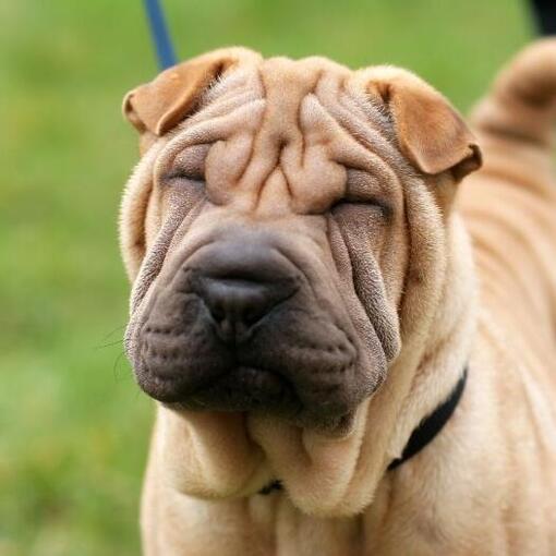 Shar Pei