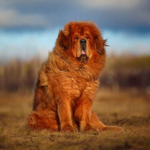 Tibetischer Mastiff