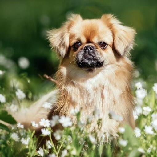 Tibetischer Spaniel