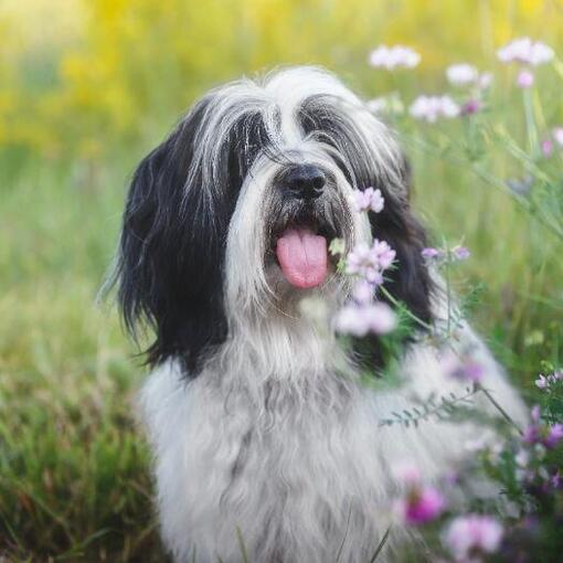 Tibet Terrier