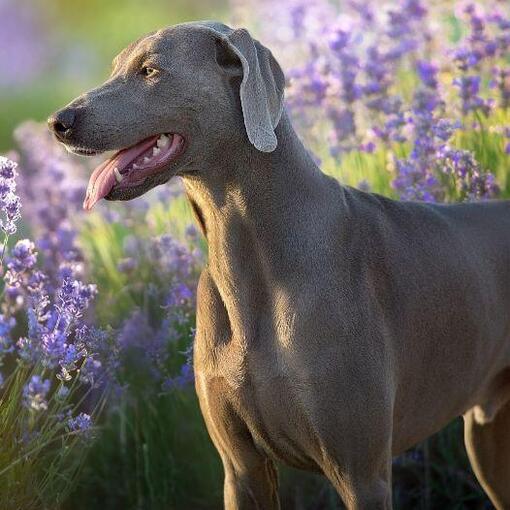 Weimaraner