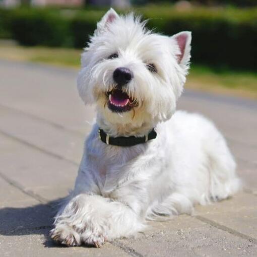 West Highland White Terrier