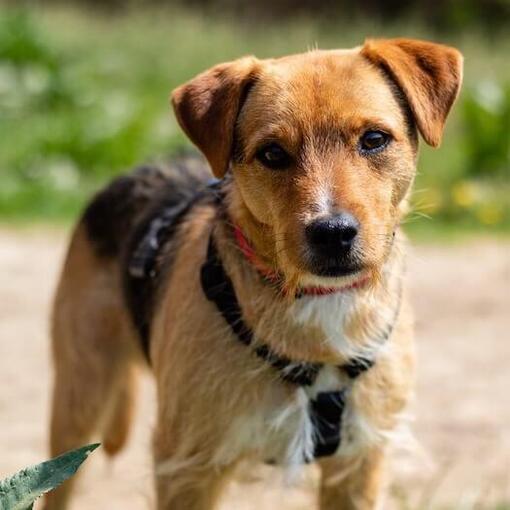 Patterdale Terrier