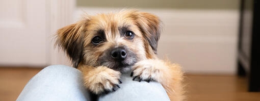 Brauner flauschiger Hund mit schwarzer Nase und schwarzen Augen auf dem Schoß des Besitzers