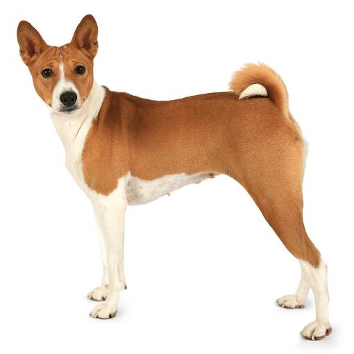 Basenji-Hunderasse