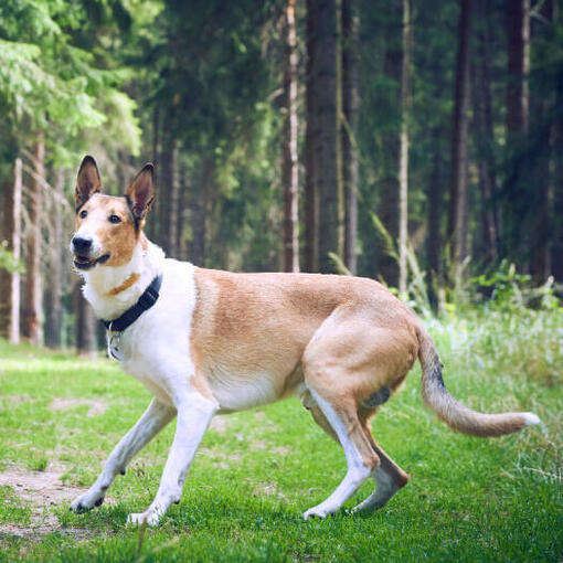 Glatthaariger Collie im Wald