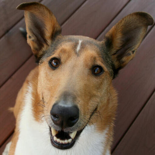 Collie mit glattem Haar liegend