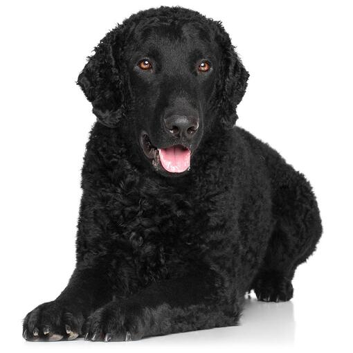 Hunderasse Curly-Coated Retriever