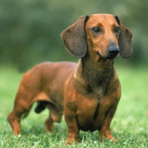 Brauner Glatthaardackel auf dem Gras