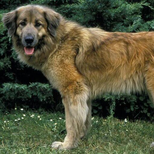 Estrela-Sennenhund steht auf dem Gras