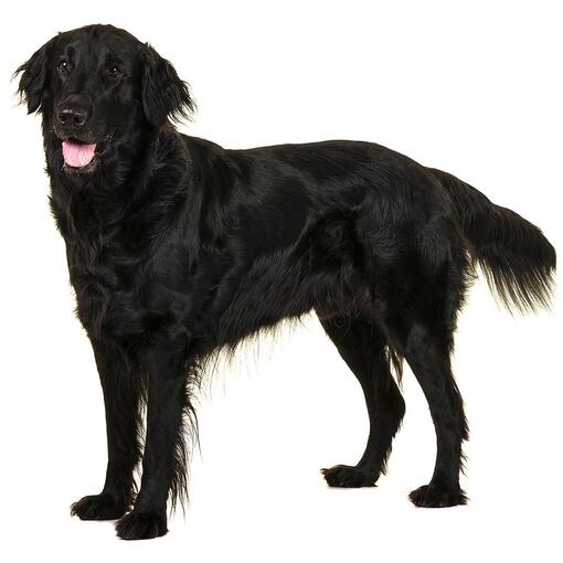 Hunderasse Flatcoated Retriever