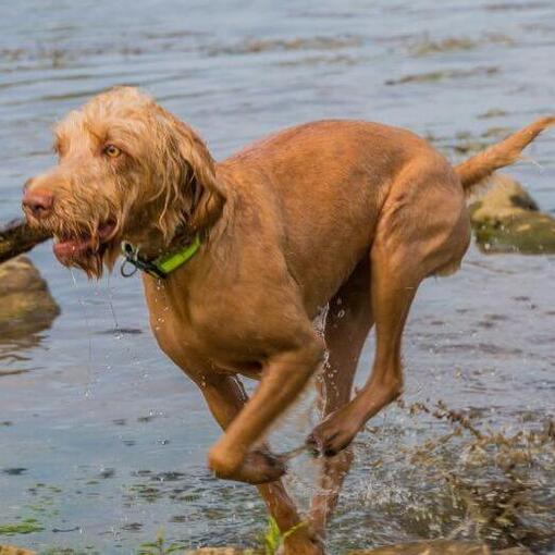 Der ungarische Drahthaar-Vizsla spielt und springt im Fluss