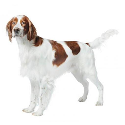 Hunderasse Irish Red and White Setter