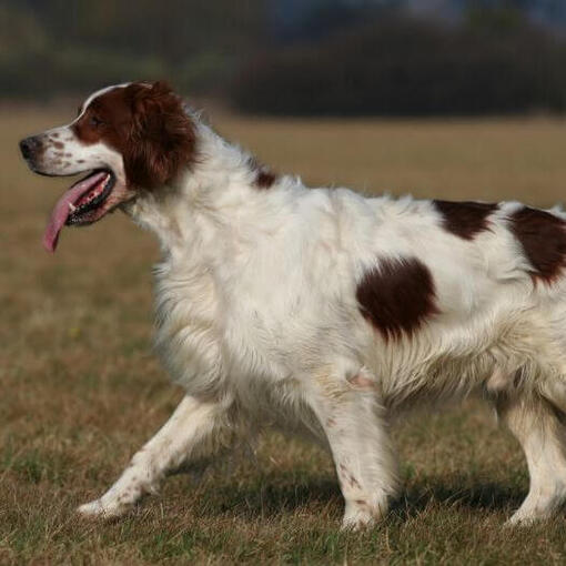 Irish Red & White Setter rennt und spielt im Garten