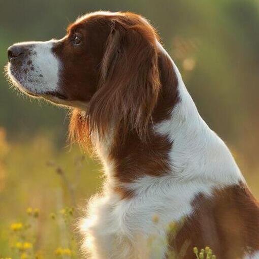 Irish Red & White Setter steht im Blumenfeld