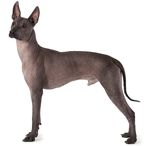 Mexikanischer Nackthund (Xoloitzcuintle) Hunderasse