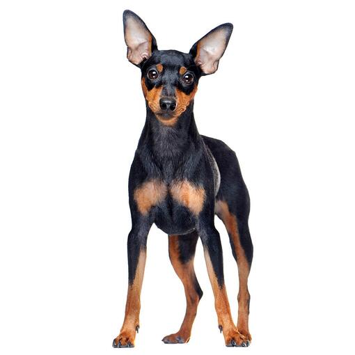 Hunderasse Zwergpinscher