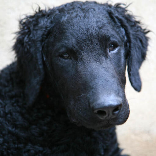 Schwarzer Curly Coated Retriever beobachtet