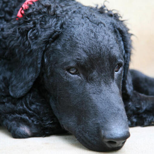 Curly Coated Retriever mit rotem Kragen liegend