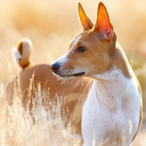 Basenji