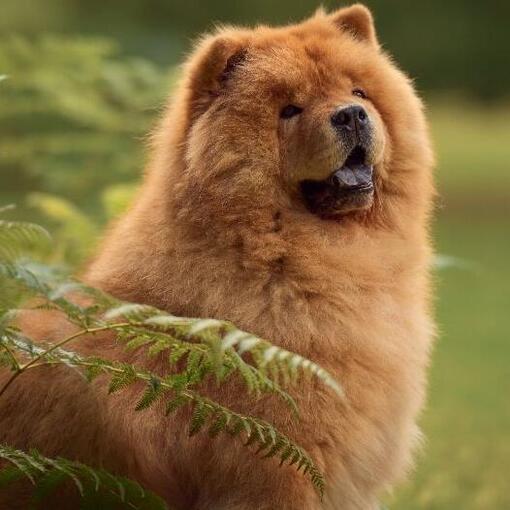 Chow-Chow