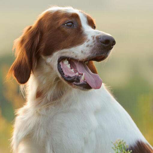 Irischer rot-weißer Setter