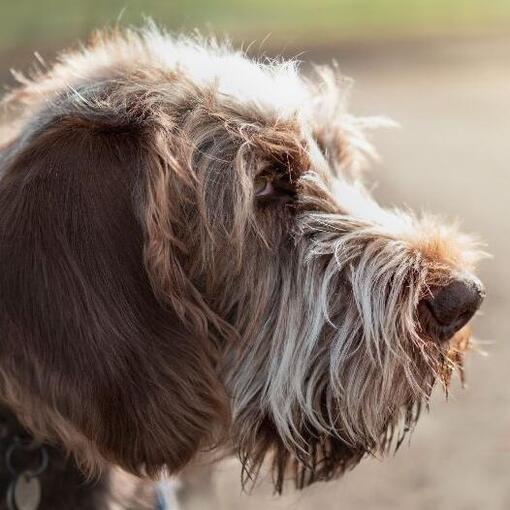 Italienischer Spinone