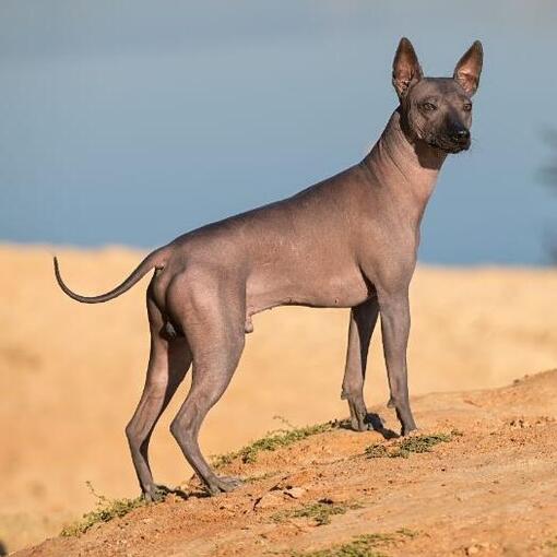 Mexikanischer haarloser Hund