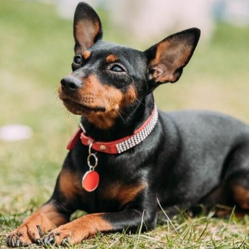 Zwergpinscher