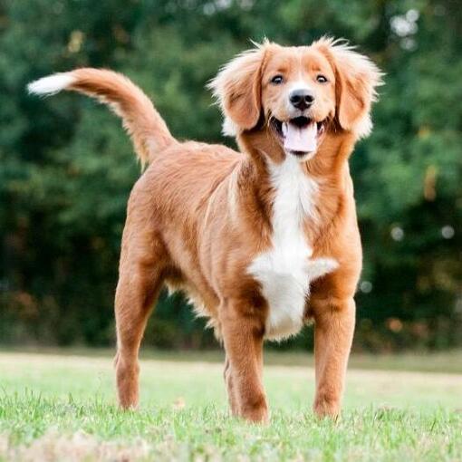 Nova Scotia Duck Tolling Retriever