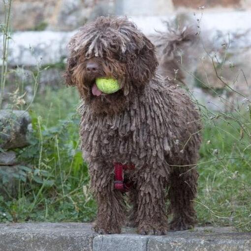 Spanischer Wasserhund