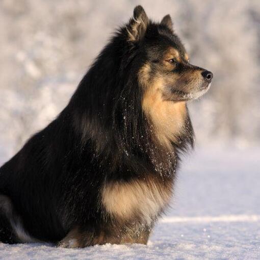 Finnischer Lapphund