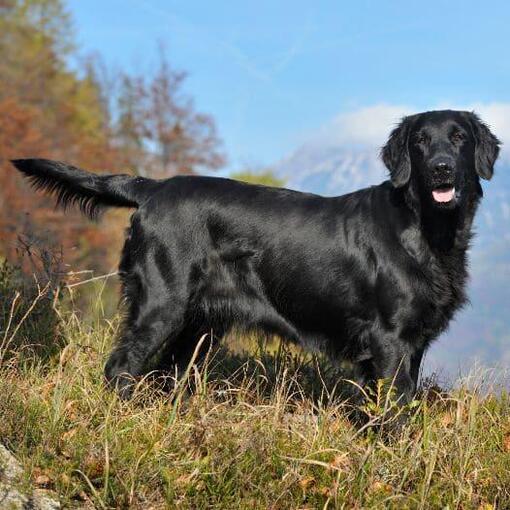 Flatcoated Retriever