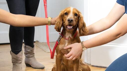 Wie kann ich verhindern, dass sich die Ohren meines Hundes entzünden?