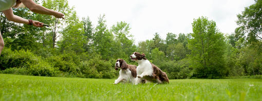 Hunde spielen 