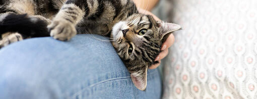  Katze liegt auf dem Schoß ihres Besitzers