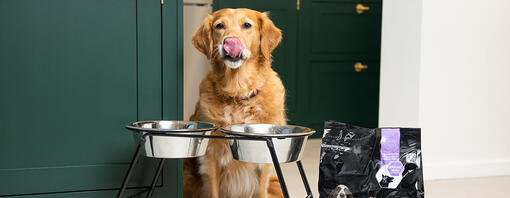 Senior Golden Retriever bereit zum Essen