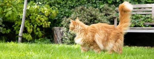 Deinen Garten katzensicher machen